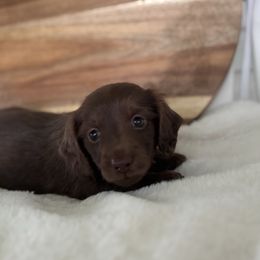 Gabriel - Chocolate male Dachshund puppy in Newport, Tennessee from Justice Doxies
