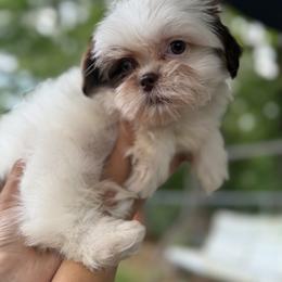 Mal-Shi, Maltese, Maltipoo, Poodle, and Shih Tzu Puppies from Joy-Fur Puppies