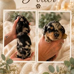 Potter - Dapple male Dachshund puppy in Spraggs, Pennsylvania from Hickory Hills Farm