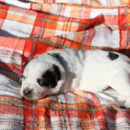 Blaze - Light Green - Blue male Australian Cattle Dog puppy in Colbert, Oklahoma from LoveAHeeler