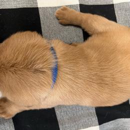 Blue - Yellow Male - Yellow male Labrador Retriever puppy in Beaverdam, Virginia from Gold Heart Labradors