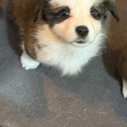 Girl 2 - Brindle and white female Cardigan Welsh Corgi puppy in Springfield, Illinois from Improv Show Dogs