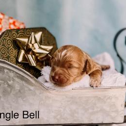 Jingle Bell - Apricot female Goldendoodle puppy in Lakeland, Florida from Rolling Oak Doodles