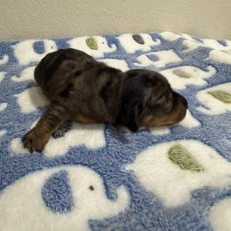 Bang - Dapple male Dachshund puppy in Brashear, Texas from Shepherds Run Miniature Dachshunds