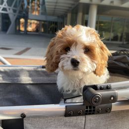 Cavapoo Puppies from Carolina Springs Breeding
