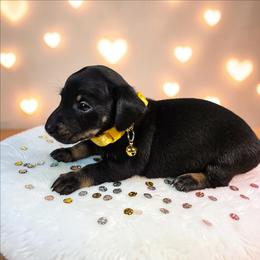 Otto - Black and tan male Dachshund puppy in Alvin, Texas from Cosson's Dachshunds of Alvin