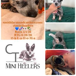 Orange - Blue male Australian Cattle Dog puppy in Chelsea, Oklahoma from CT Mini Heelers