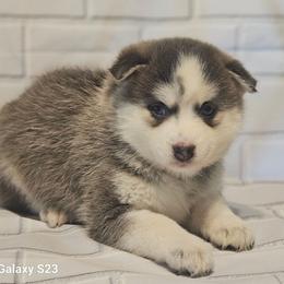 Daisy - Blue female Pomsky puppy in Stover, Missouri from Lx2 County Line Pomskies