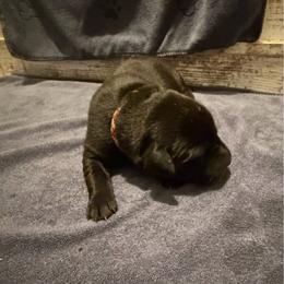 Liko - Black female Labrador Retriever puppy in Carriere, Mississippi from Cajun Water Retrievers
