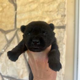Pumpkin - Black and tan female German Shepherd puppy in Boerne, Texas from Sudenblick German Shepherds