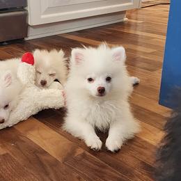 Pomeranian Puppies from BabyBooPoms