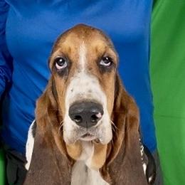 Basset Hounds from Kling’s serendipity Bassets
