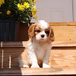 Peppy - Blenheim Cavalier King Charles Spaniel puppy in Mt. Ulla, North Carolina from Divine Cavaliers