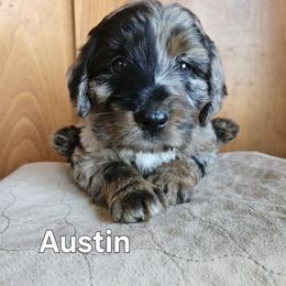 Austin - Blue merle female Assorted Doodle Crosses puppy in Rainier, Oregon from Seven Petals Farm