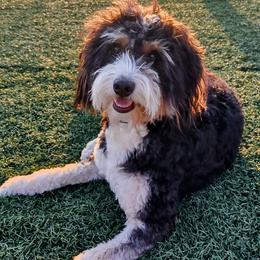 Meira - Bernedoodle