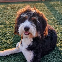 Meira - Bernedoodle