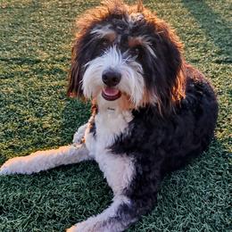 Meira - Bernedoodle
