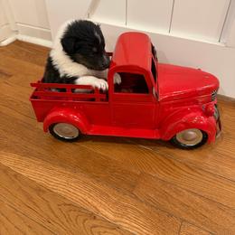 TBD - Black white and tan male Shetland Sheepdog puppy in Tuscumbia, Alabama from Agee's World of Shelties