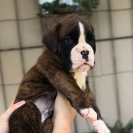 Rorschach's Fyodor (Seven) - Brindle male Boxer puppy in Seward, Nebraska from Rorschach Boxers