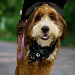 Vivienne - Bernedoodle