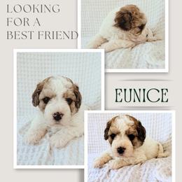 Eunice - Merle female Double Doodle puppy in Oak Island, North Carolina from Carolina Cavapoo Puppies
