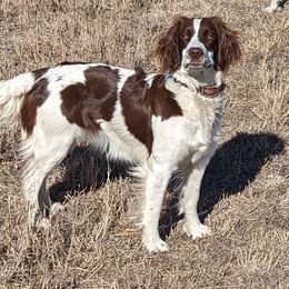 English Springer Spaniel All Grown Up from Sho-Me Springers