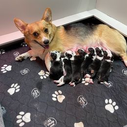 French Bulldog and Pembroke Welsh Corgi Puppies from McFadden's Corgis and Frenchies