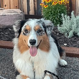 River - Australian Shepherd