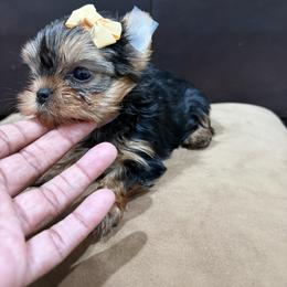 Blossom - Black and tan female Yorkshire Terrier puppy in Tempe, Arizona from Kissable baby face yorkies