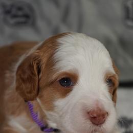 Kasey - Caramel ice male Australian Labradoodle puppy in Fontana, California from Glory Labradoodle’s