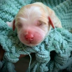 Cavachon and Cavalier King Charles Spaniel Puppies from LierChonPoo