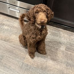 Tiana - Brown female Poodle puppy in Moncks Corner, South Carolina from Charleston Reds Standard Poodles and Whippets