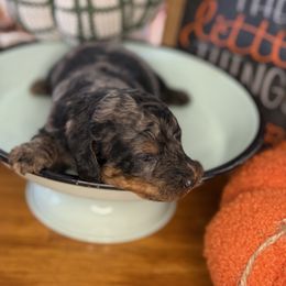 Luna - Blue merle female Bernedoodle puppy in Lookout, California from Remington Kennels, LLC