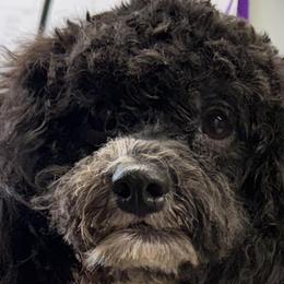 Bessie - Black female Cockapoo puppy in Lebanon, Kentucky from Mosaic Merle Doodles