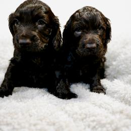 Boykin Spaniel, English Springer Spaniel, and Rat Terrier Puppies from 31 Pines Kennels