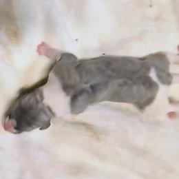 Girl 1 - female Whippet puppy in Goldendale, Washington from Amulet Charm