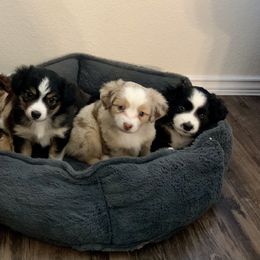 Miniature Australian Shepherd Puppies from Integrity Aussies Tx