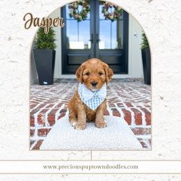 Jasper - Red  male Goldendoodle puppy in Bell Buckle, Tennessee from Precious Puptown Doodles