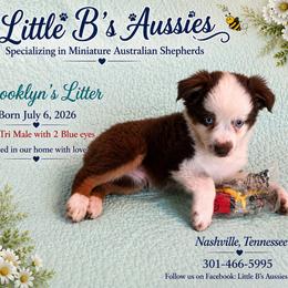 Coral - Red tri female Miniature Australian Shepherd puppy in Nashville, Tennessee from Little B’s Aussies