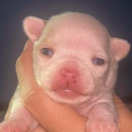 Joker - Fawn male Chihuahua puppy in New Castle, Delaware from Sasha’s Elite Kennel LLC