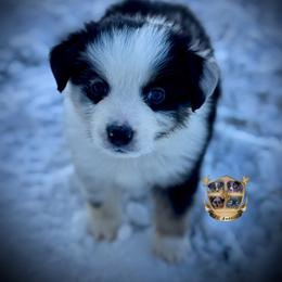 Lion - Blue merle male Australian Shepherd puppy in El Dorado Springs, Missouri from HP Aussie Kennels