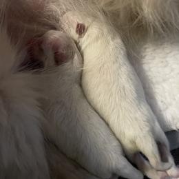 Pomeranian Puppies from Silver’s Reigning Heir Poms