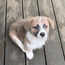 Male 2 Sable Bluie with crooked blaze - Blue male Pembroke Welsh Corgi puppy in Moundville, Alabama from Cartee Corgis - Debi Cartee Mills