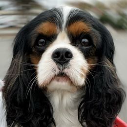 Cavalier King Charles Spaniels and Dachshunds from Irresistible Dachshunds & Cavalier King Charles Spaniel