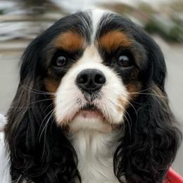 Cavalier King Charles Spaniels and Dachshunds from Irresistible Dachshunds & Cavalier King Charles Spaniel