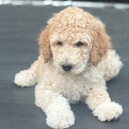 Jack - Cream male Poodle puppy in Redding, California from Canyon Creek Kennels