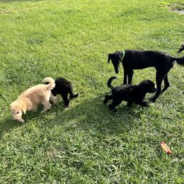 Poodle Puppies from Ashryver Standard Poodles