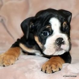 King - Black tri-color male Bulldog puppy in Winnsboro, Texas from JP Ranch Bulldogs