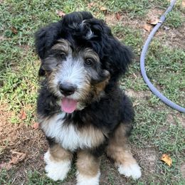 Bernedoodle Puppies from Mercury Bernedoodles