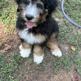 Bernedoodle Puppies from Mercury Bernedoodles